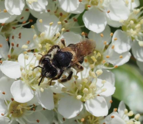 Réf. 230 616 : Andrena sp.